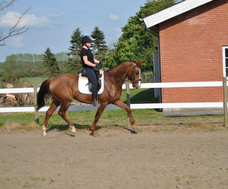 Hannoveraner Rawelt billede 16