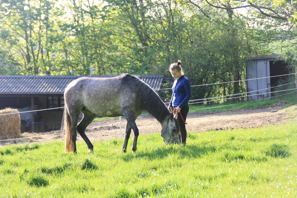 Anden særlig race Million Dollar Baby billede 8