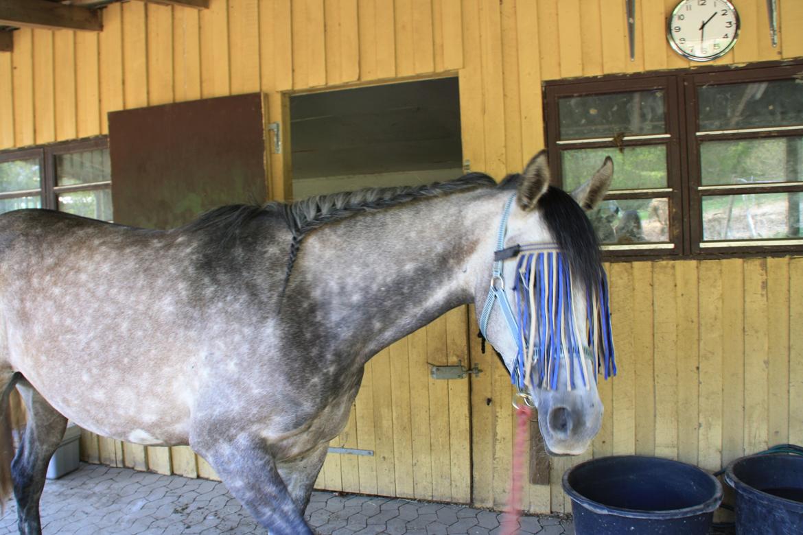 Anden særlig race Million Dollar Baby billede 9