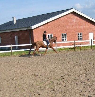 Hannoveraner Rawelt billede 18