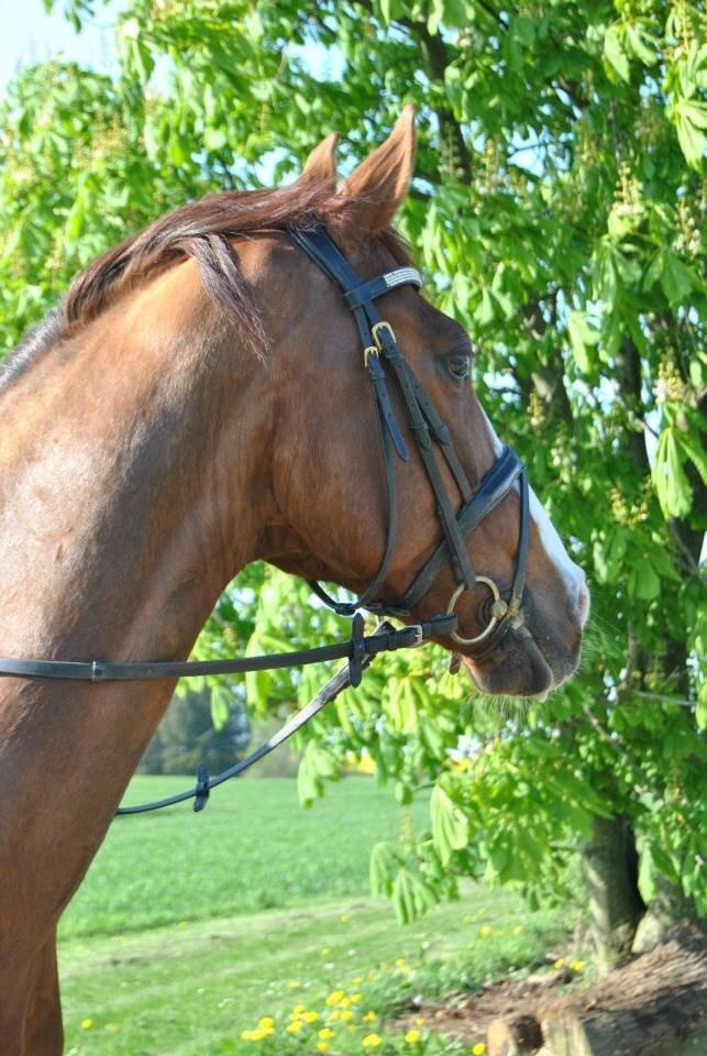 Hannoveraner Rawelt billede 22