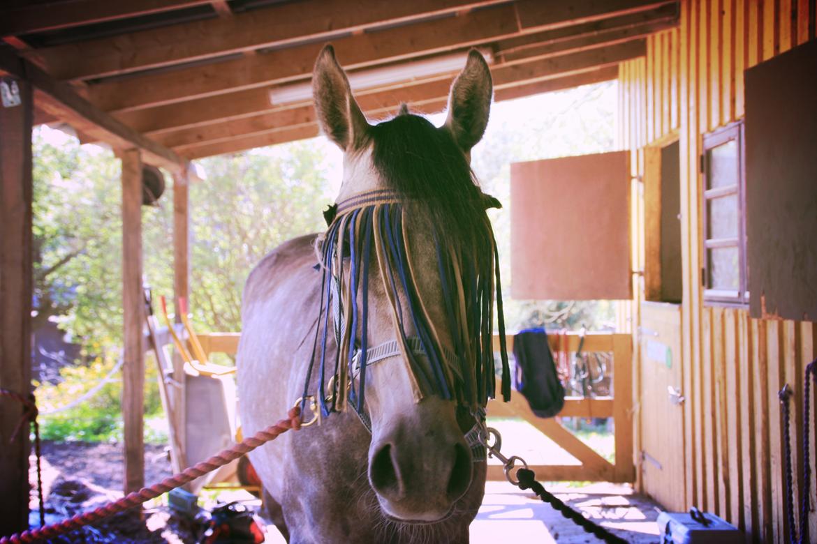 Anden særlig race Million Dollar Baby billede 2