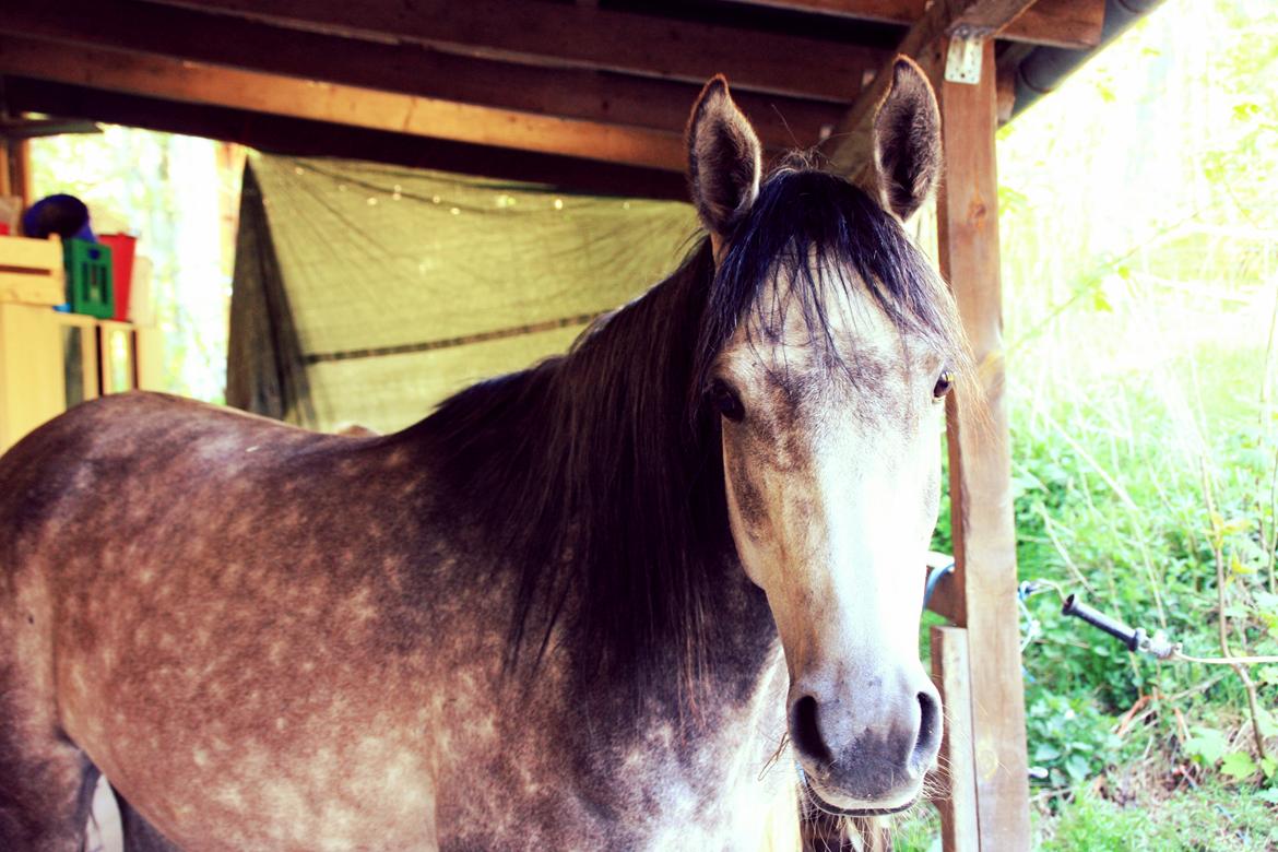 Anden særlig race Million Dollar Baby billede 6