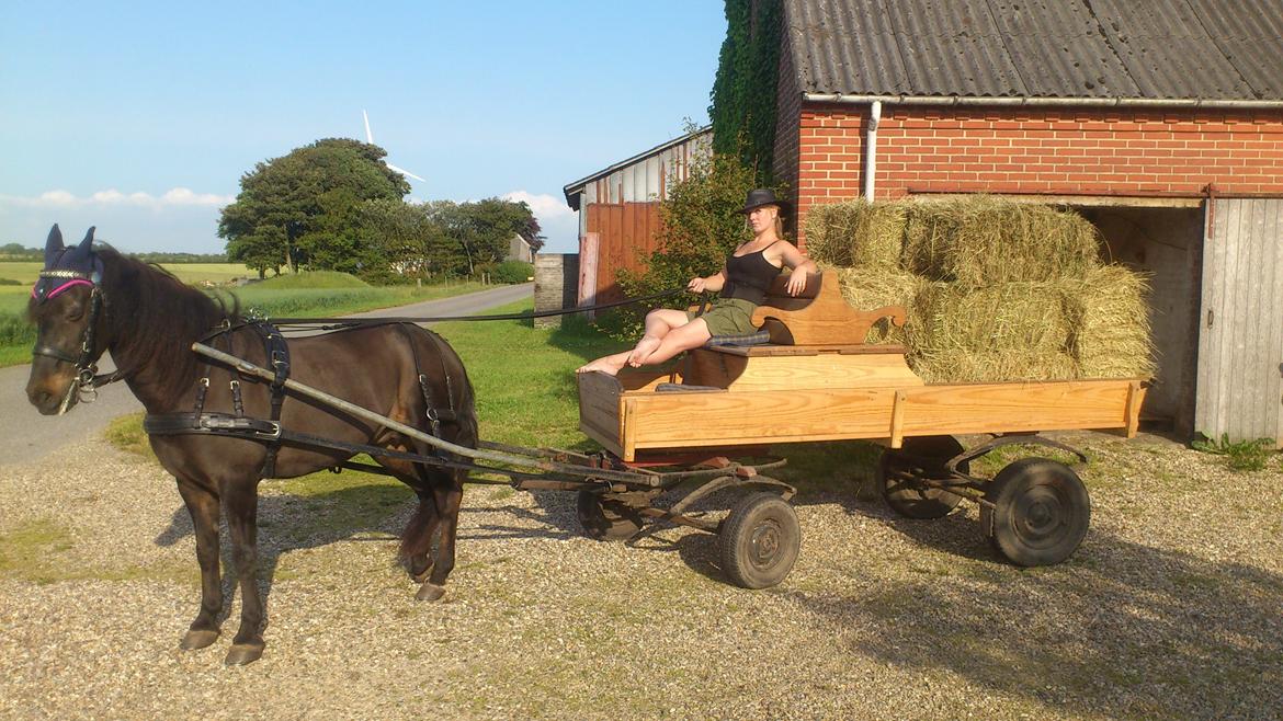 New Forest *Dianna - sommer 2013. Seje pony! billede 25