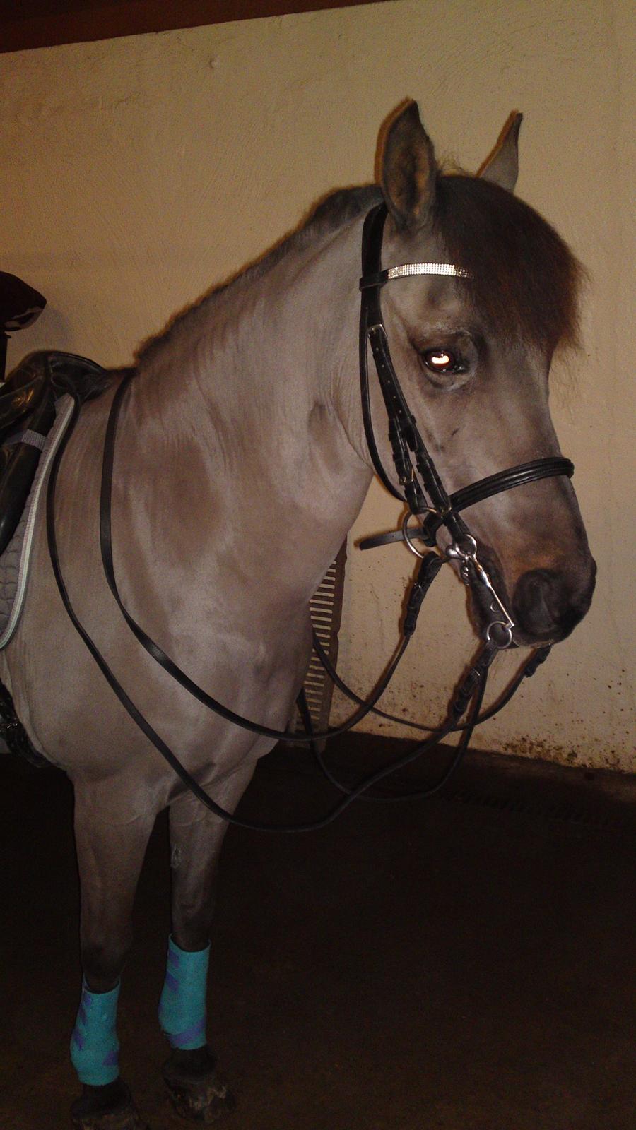 New Forest *Dianna - dec 2010 billede 23