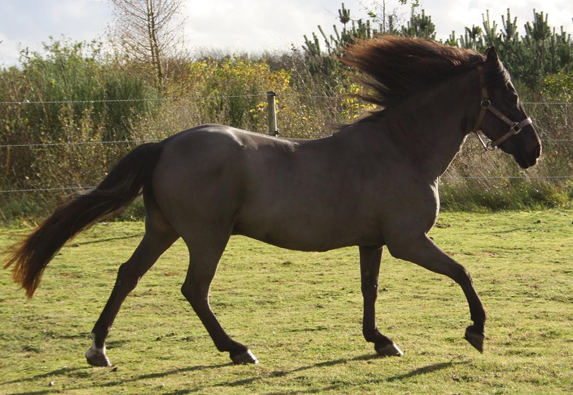 New Forest *Dianna - forår 2013 billede 30