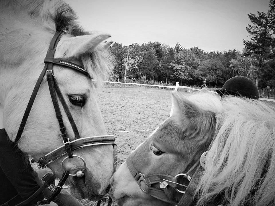 Shetlænder Flicka - Den ene og den anden flødebolle <3 billede 2