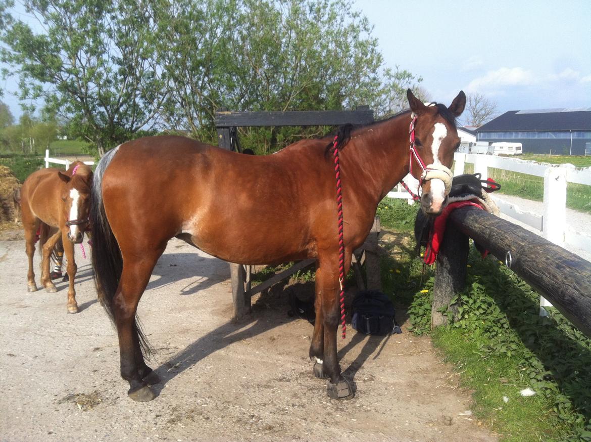 Arabisk fuldblod (OX) Ghana VSR - 30-04-2014 - Den fede er træt efter skøn tyr i skoven med Destiny (Som lige kan skimtes bag hende xD) billede 16