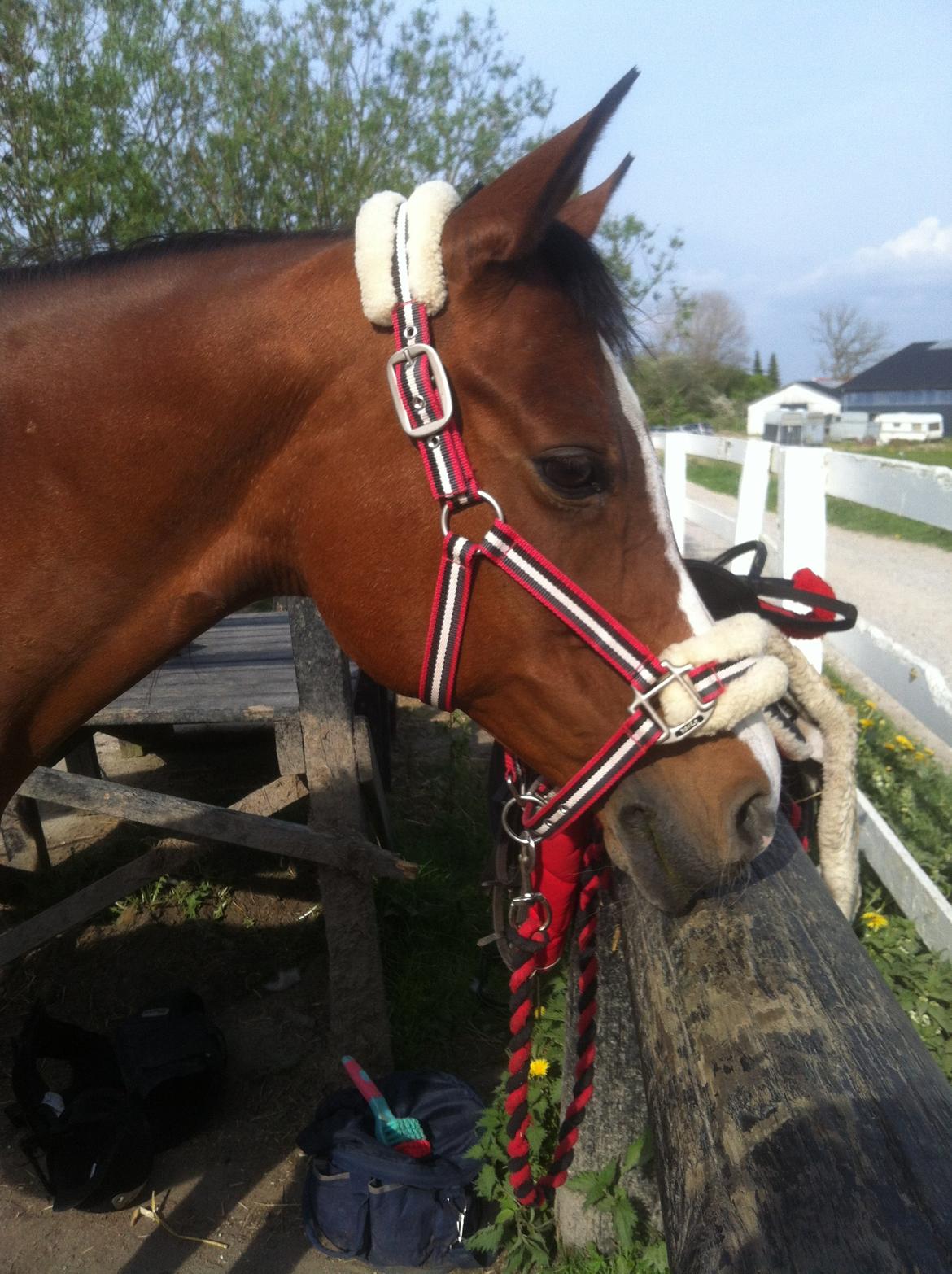 Arabisk fuldblod (OX) Ghana VSR - 30-04-2014 - Ghana chiller i den varme sol, efter at have været på galopstien! :3 billede 17