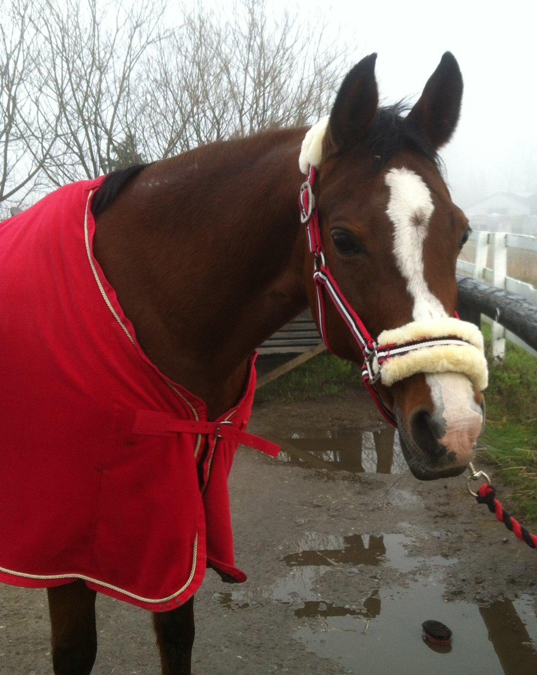 Arabisk fuldblod (OX) Ghana VSR - Velkommen til Ghanas profil :3 billede 3