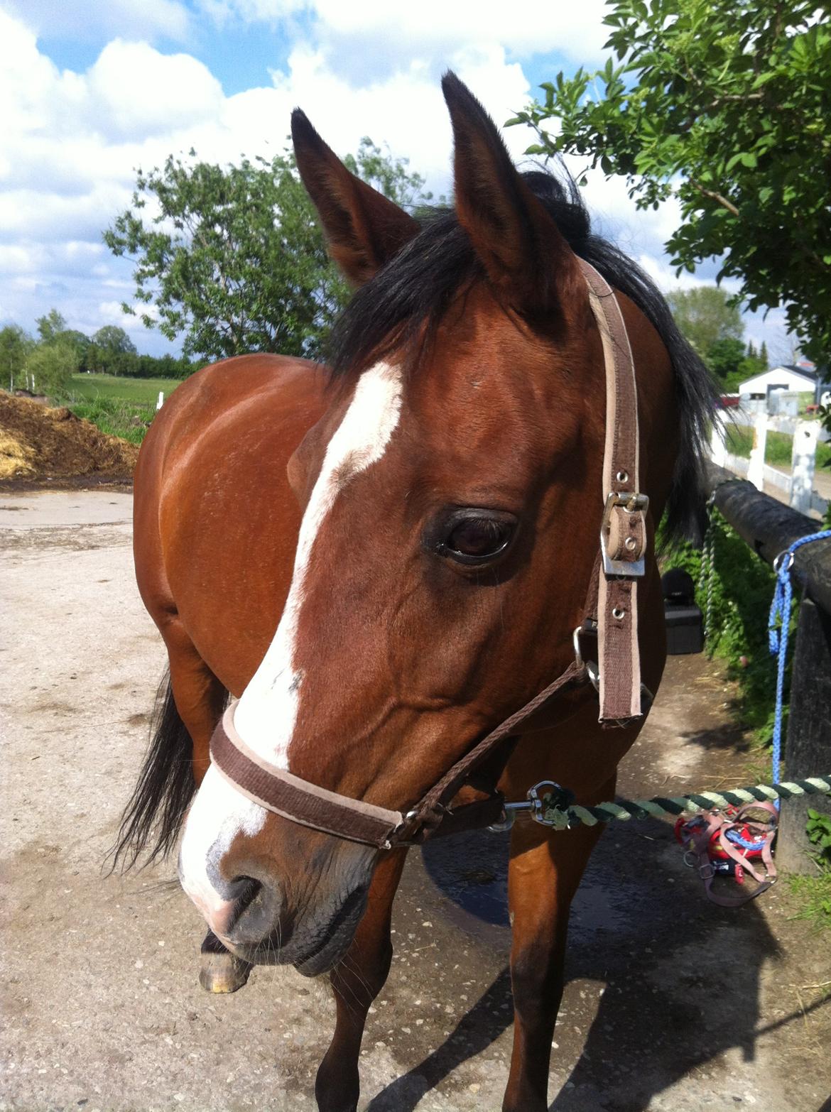 Arabisk fuldblod (OX) Ghana VSR - Ghana har vist set noget o.o billede 5