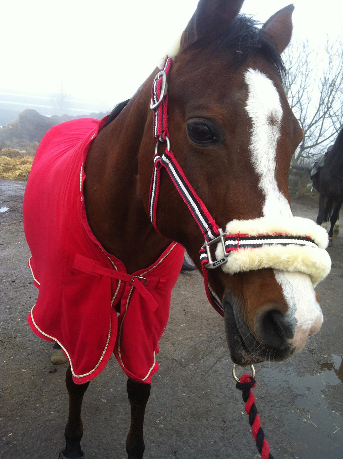 Arabisk fuldblod (OX) Ghana VSR - Fjolle xD billede 15