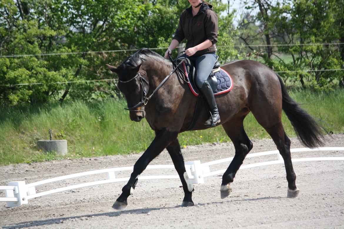 Holstener Le Figaro billede 5