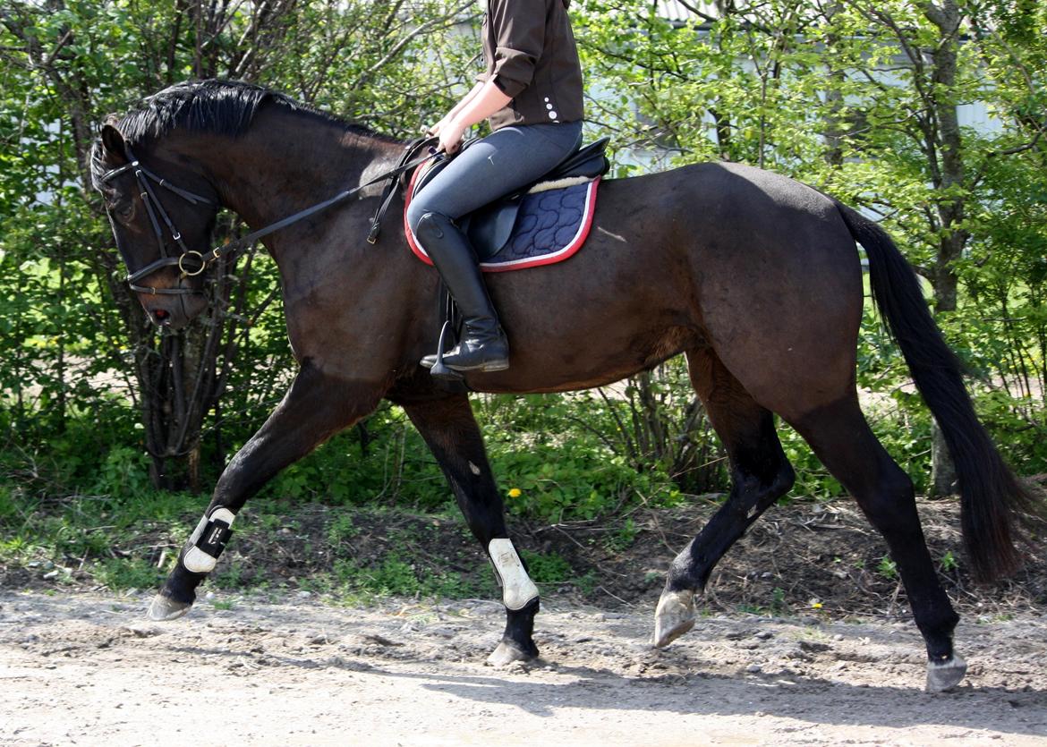 Holstener Le Figaro billede 13