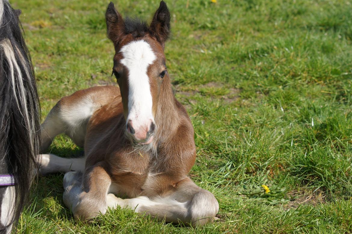 Irish Cob Hauge´s Nola  billede 6