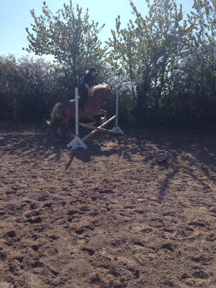 Haflinger fiona(Ulstrup efterskole) billede 2