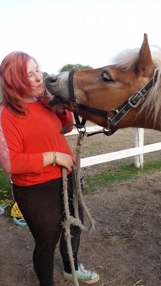 Haflinger fiona(Ulstrup efterskole) billede 4