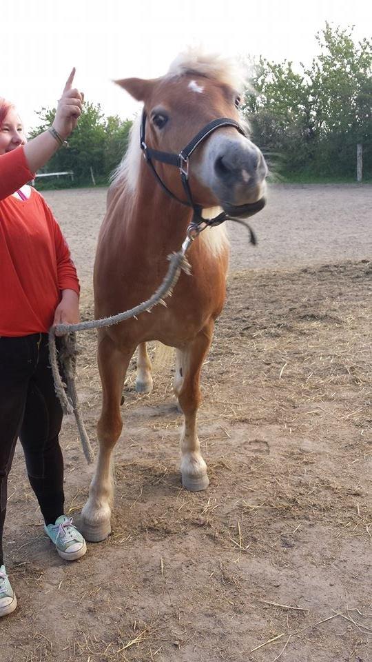 Haflinger fiona(Ulstrup efterskole) billede 3