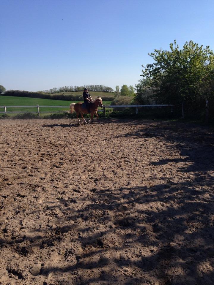 Haflinger fiona(Ulstrup efterskole) billede 6