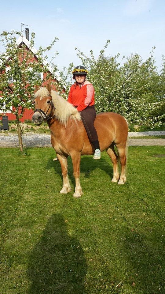 Haflinger fiona(Ulstrup efterskole) billede 5