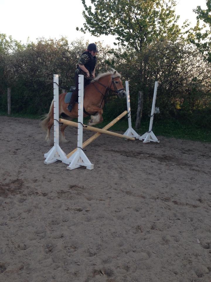 Haflinger fiona(Ulstrup efterskole) billede 8