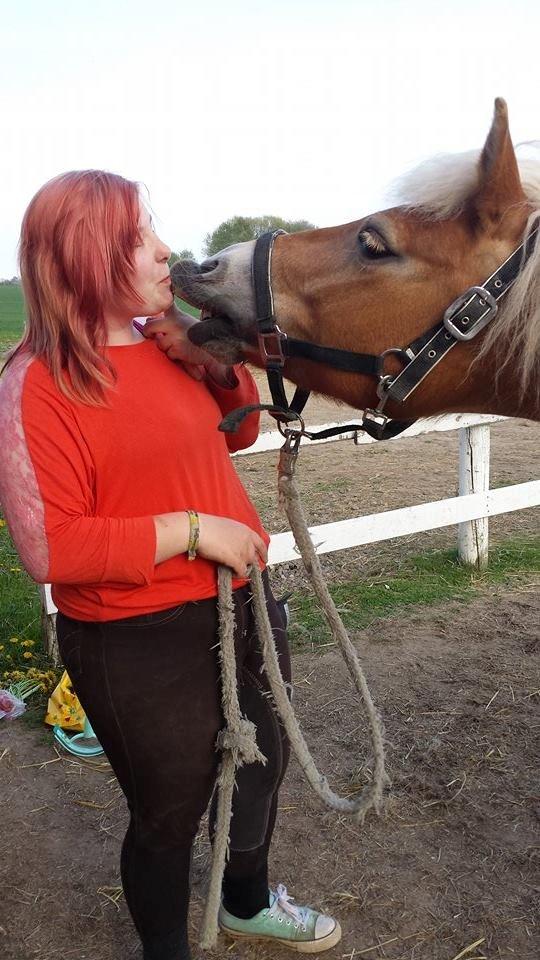 Haflinger fiona(Ulstrup efterskole) billede 9