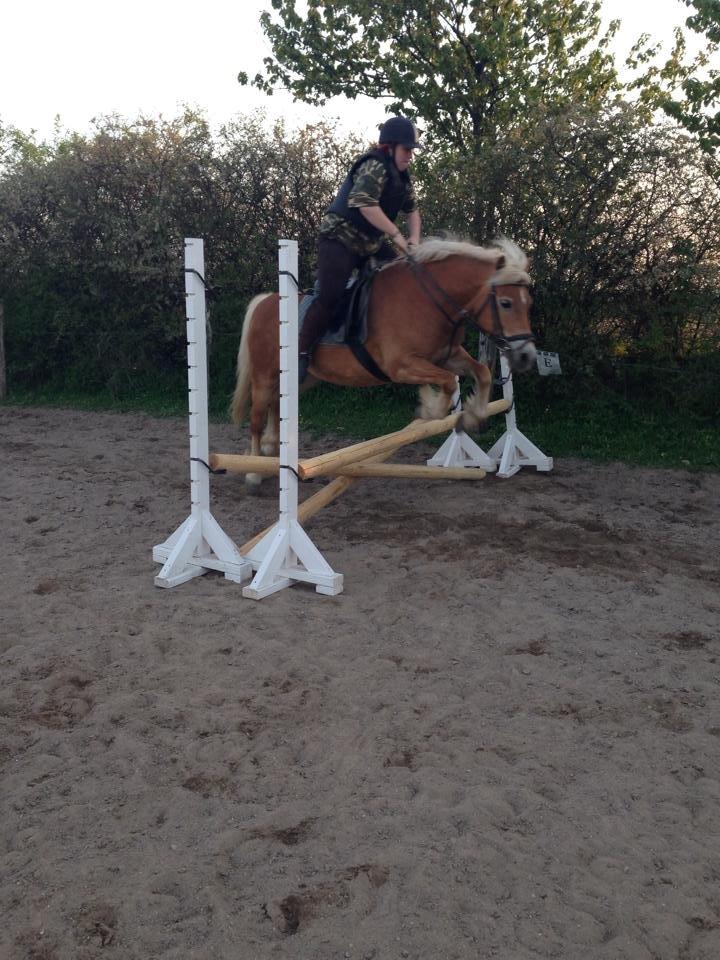 Haflinger fiona(Ulstrup efterskole) billede 7