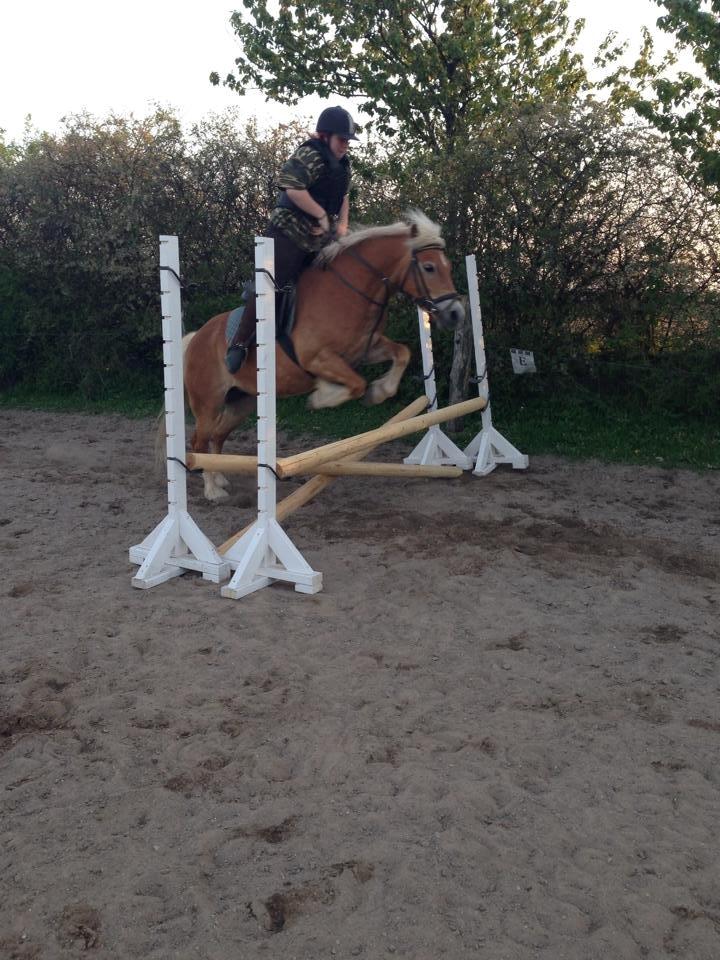 Haflinger fiona(Ulstrup efterskole) billede 10