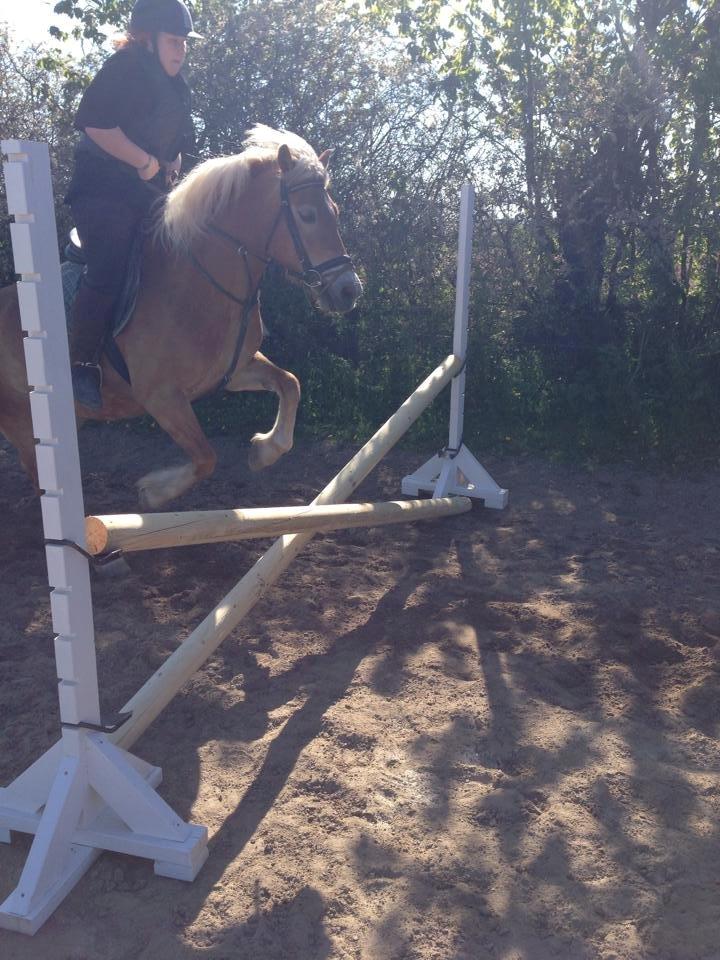 Haflinger fiona(Ulstrup efterskole) billede 11