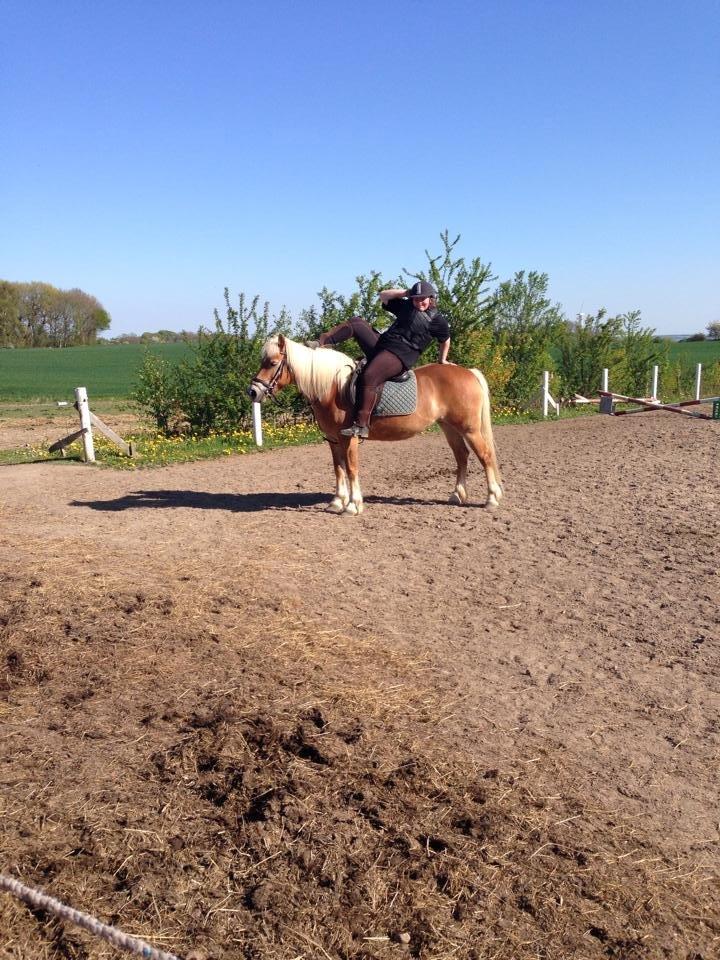 Haflinger fiona(Ulstrup efterskole) billede 12