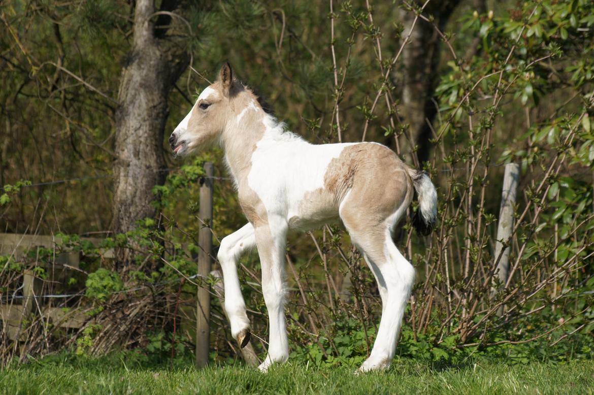 Irish Cob Hauge´s Jolene billede 20