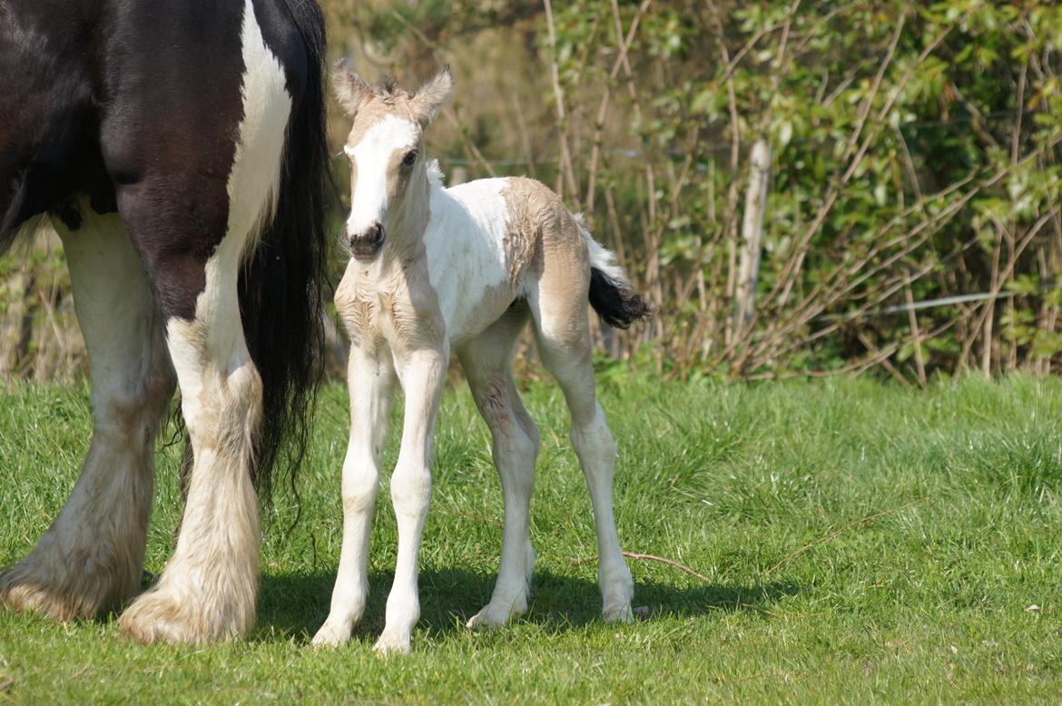 Irish Cob Hauge´s Jolene billede 5