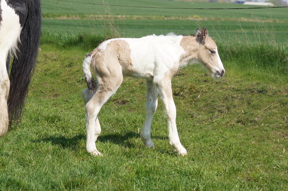 Irish Cob Hauge´s Jolene billede 8