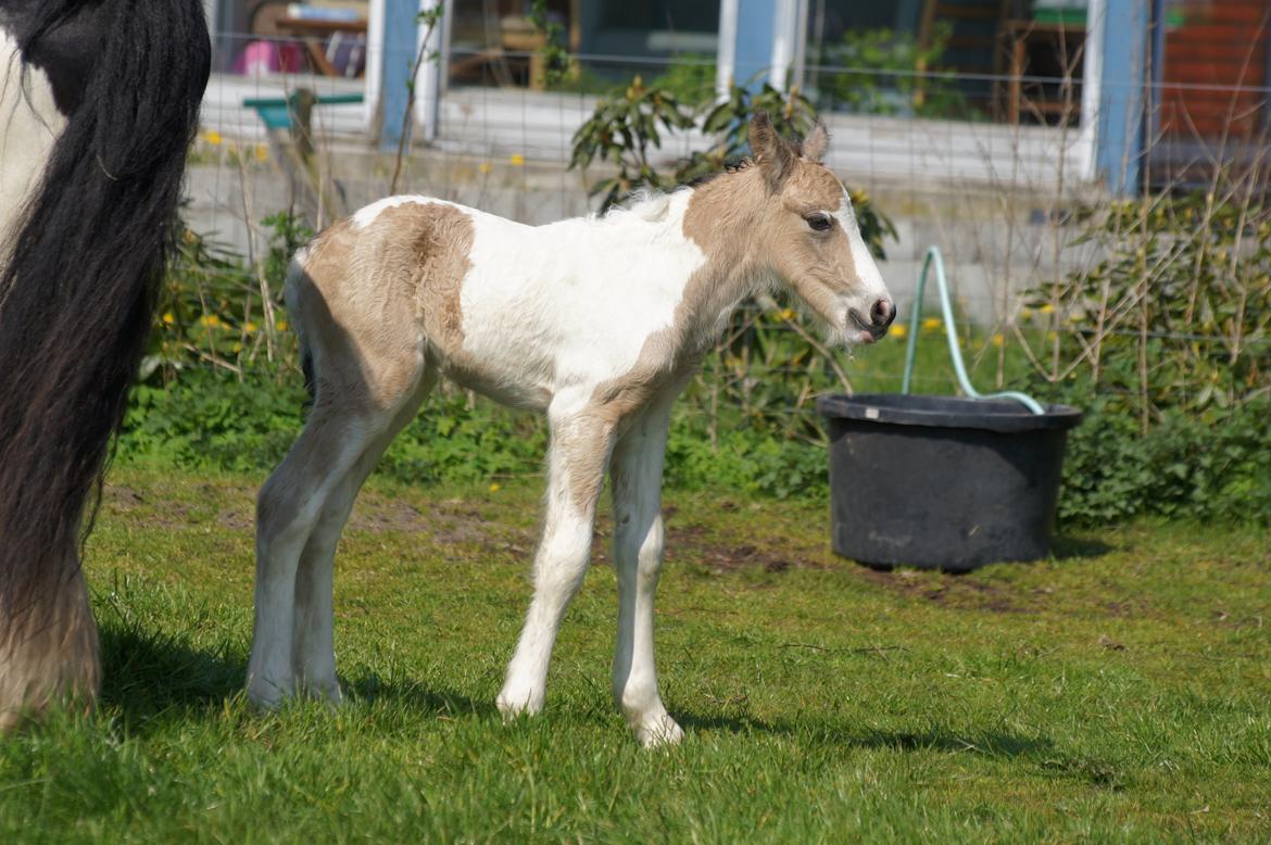 Irish Cob Hauge´s Jolene billede 11