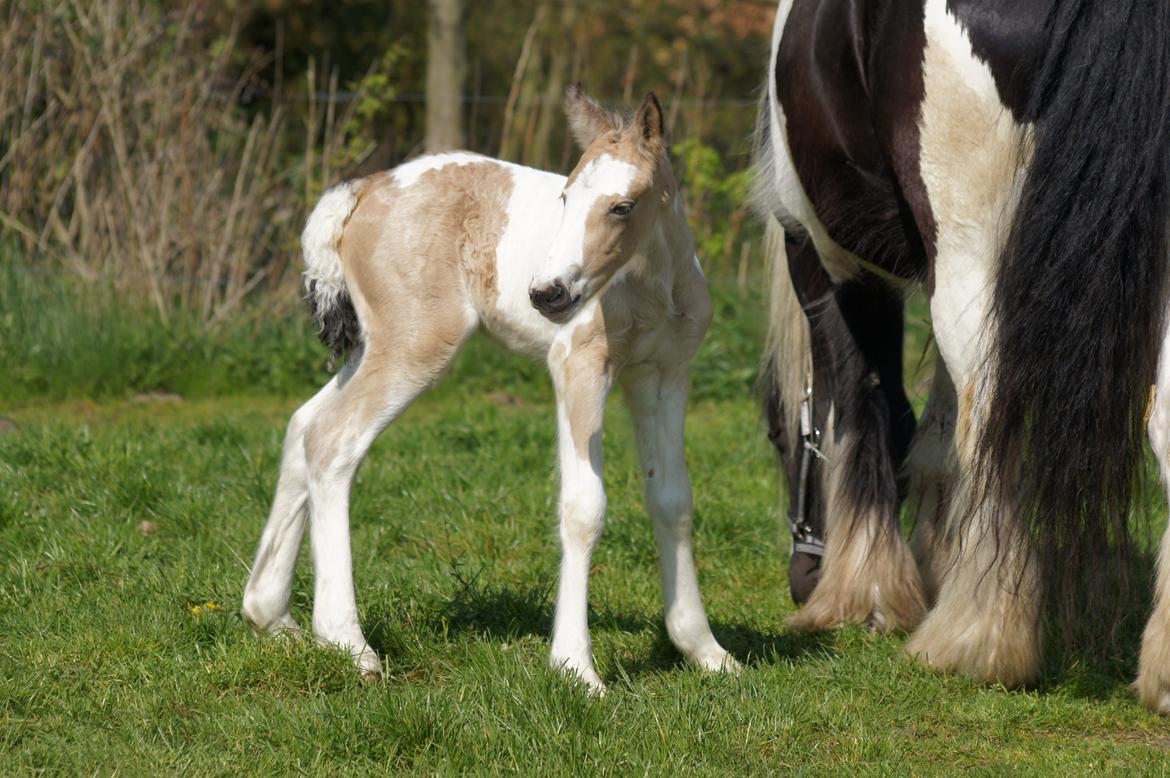 Irish Cob Hauge´s Jolene billede 14