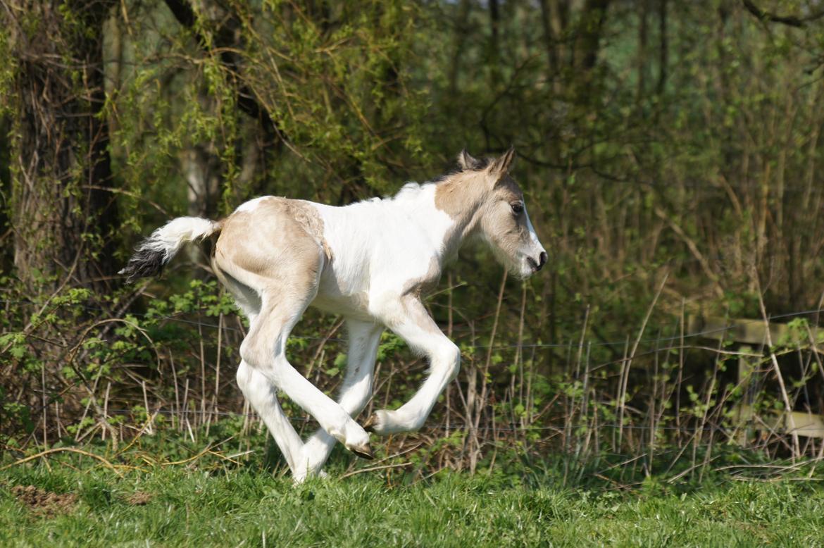 Irish Cob Hauge´s Jolene billede 15