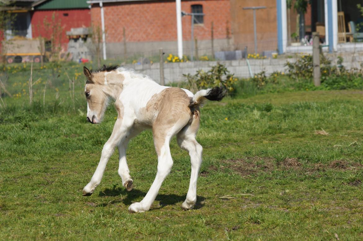 Irish Cob Hauge´s Jolene billede 18