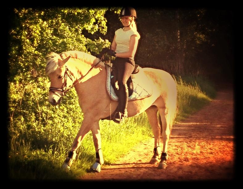 Fjordhest Gypsi (Dibsi) billede 15