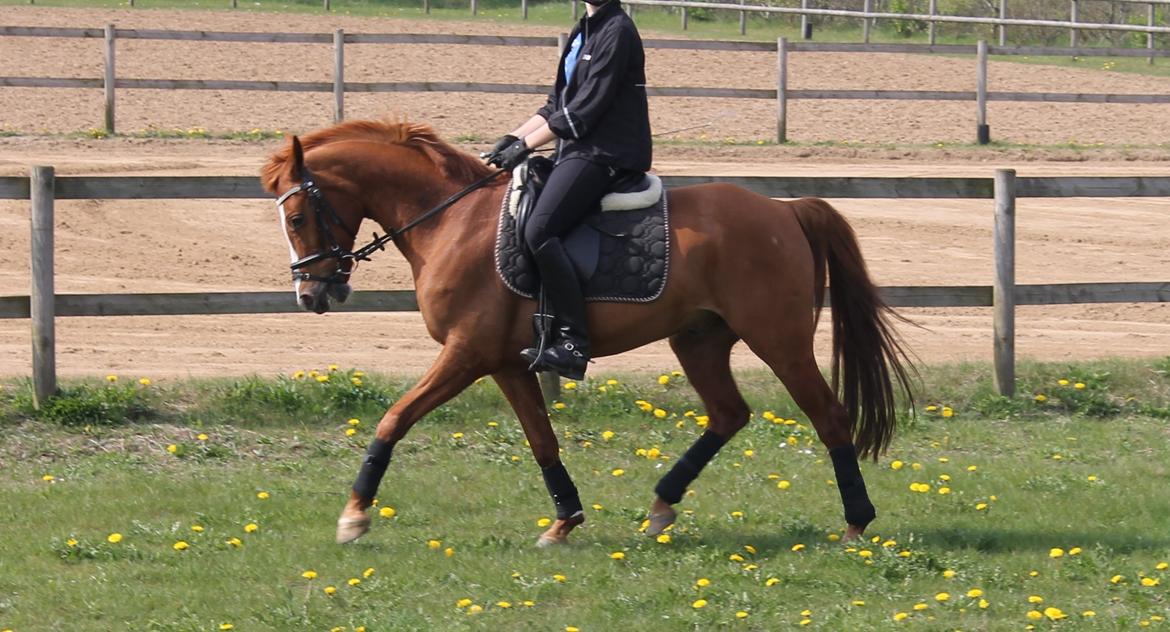Hollandsk Sportspony Broderigårdens Nando (Gucci Nans) - Hygge dag med Asta og Salka  billede 7
