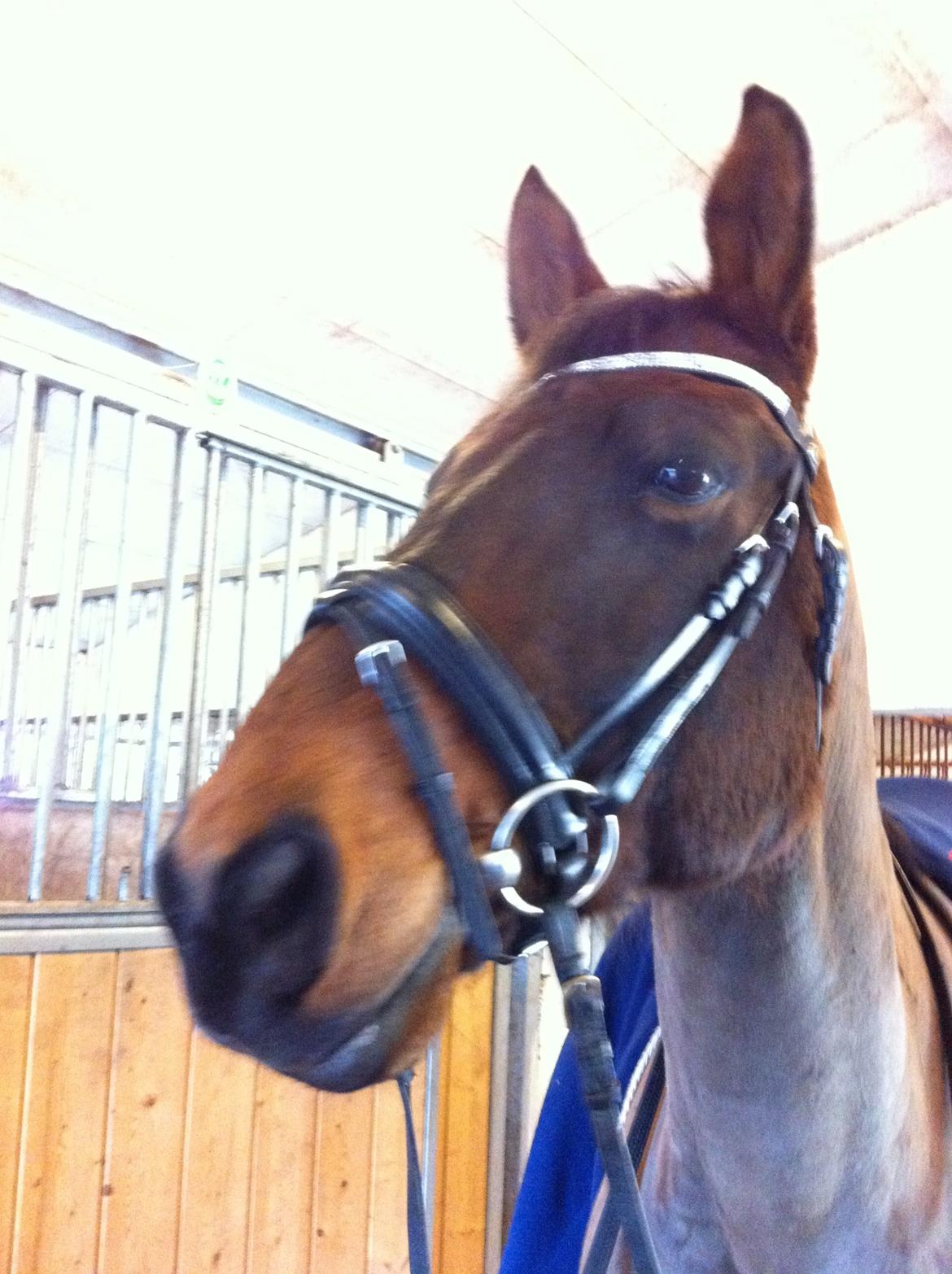 Anden særlig race Sam <3 billede 14