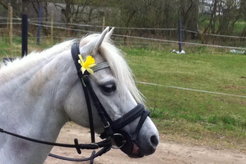 Anden særlig race Frederikke - påske billede billede 14