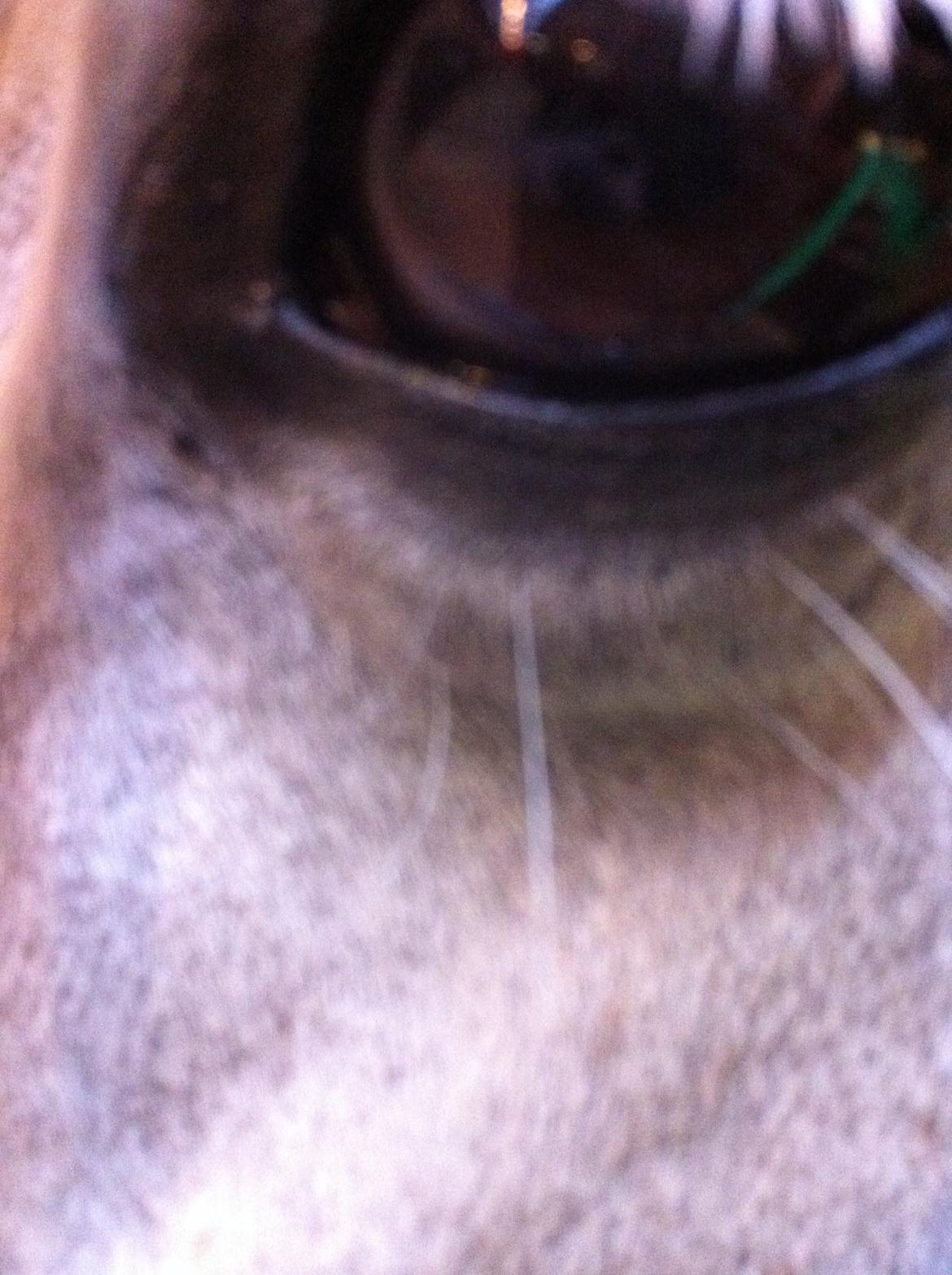 Anden særlig race Frederikke billede 17