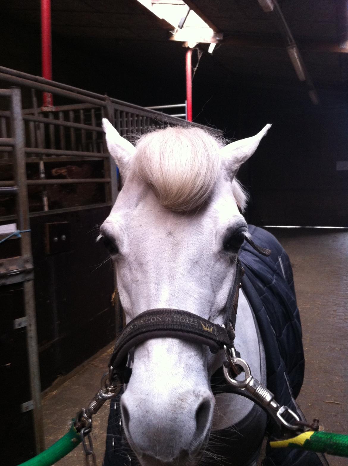 Anden særlig race Frederikke billede 18