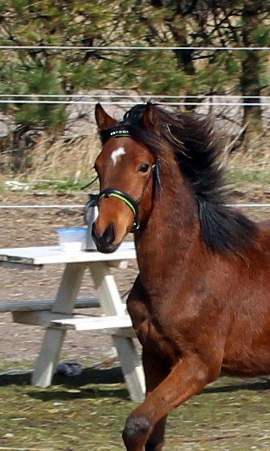 DSP Teardrops Zatino <3 billede 21