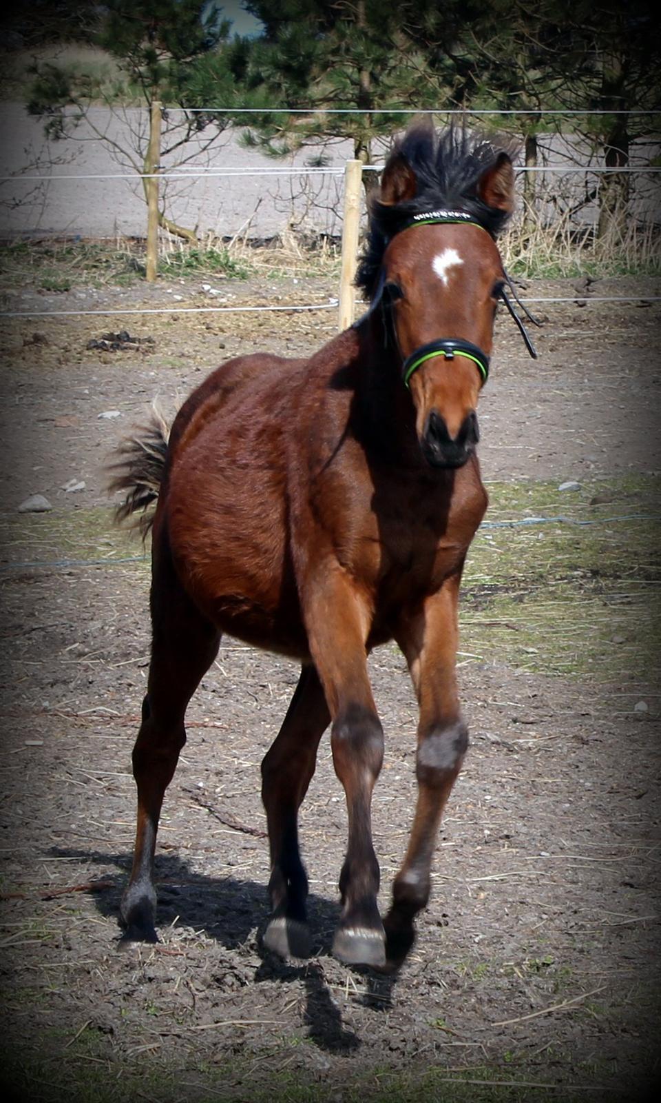 DSP Teardrops Zatino <3 billede 22