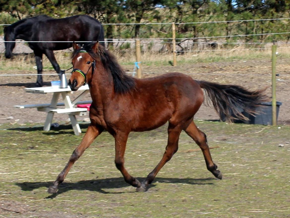 DSP Teardrops Zatino <3 billede 23