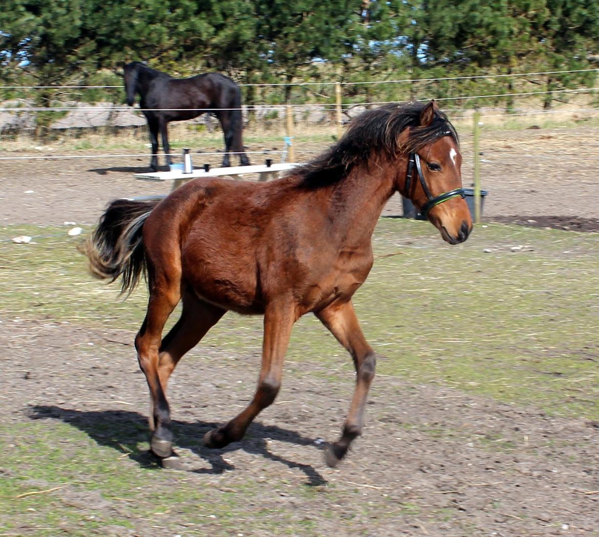 DSP Teardrops Zatino <3 billede 24