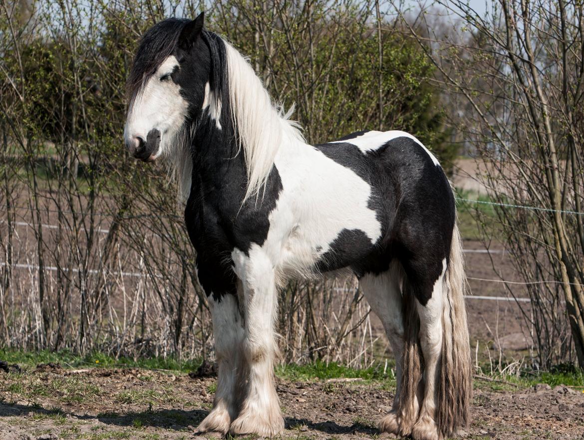 Irish Cob Gordon Blue billede 13