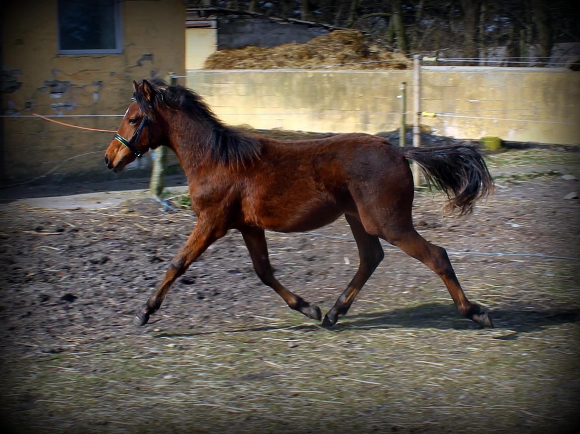 DSP Teardrops Zatino <3 billede 25