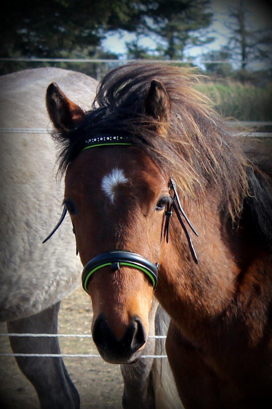 DSP Teardrops Zatino <3 billede 26